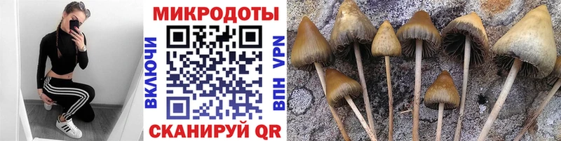 купить Новоалександровск Псилоцибиновые грибы MAGIC MUSHROOMS